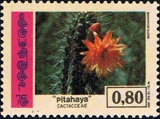 Pitahaya sp.