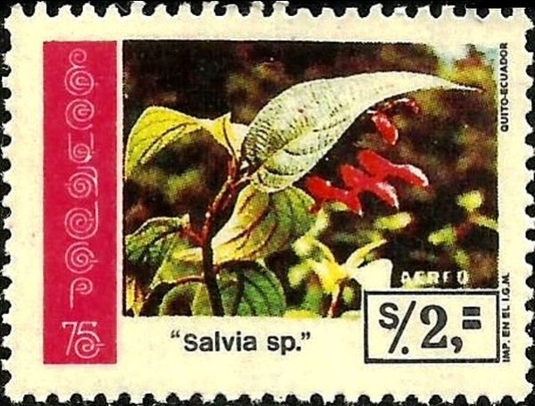 Salvia sp