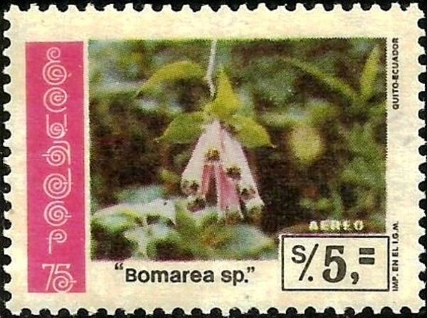 Bomarea caldasii