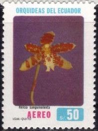 Helcia sanguinolenta