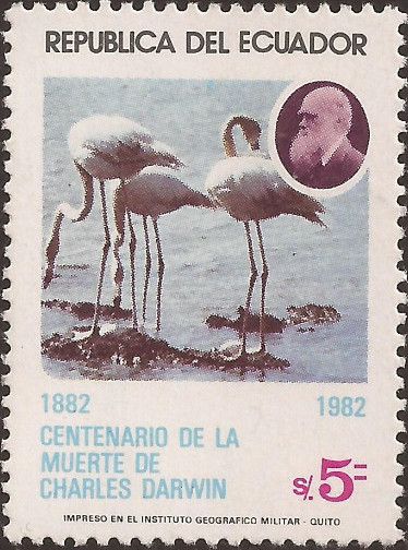 Charles Darwin (1809-1882), American Flamingo (Phoenicopteru