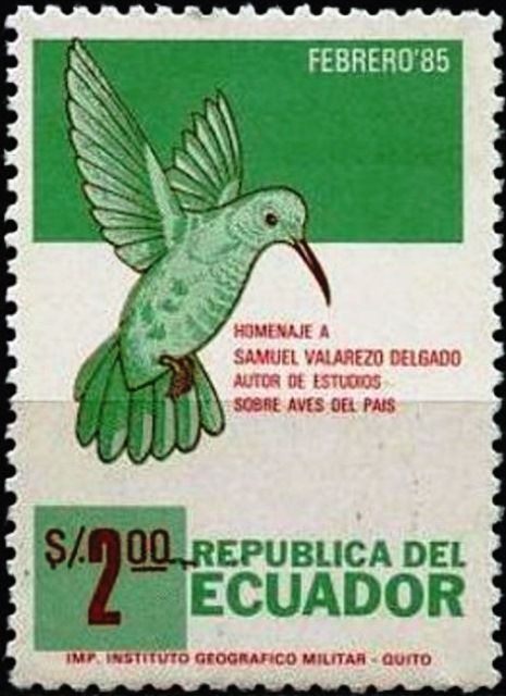 Hummingbird