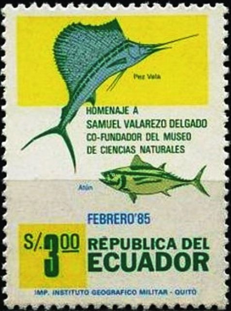 Sailfish (Istiophorus sp.), Tuna (Thunnus sp.)
