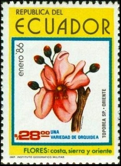Topobea sp