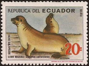 Galapagos Sea Lion (Zalophus wollebaeki)