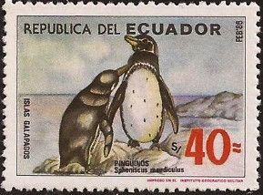 Galapagos Penguin (Spheniscus mendiculus)