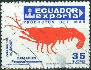 Shrimp