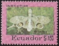 Lantern Fly (Fulgora laternaria)