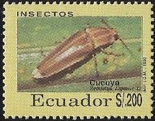 Click Beetle (Semiotus ligneus)