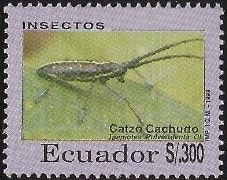 Longhorn Beetle (Taeniotes pulverulenta)
