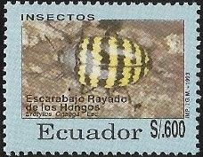 Beetle (Erotylus onagga)