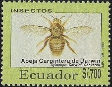 Galapagos Carpenter Bee (Xylocopa darwini)