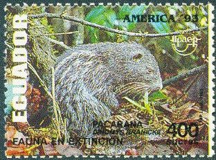 Pacarana (Dinomys branickii)