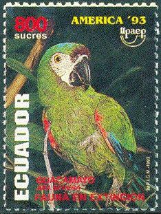 Chestnut-fronted Macaw (Ara severa)