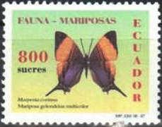 Corinna Daggerwing (Marpesia corinna)