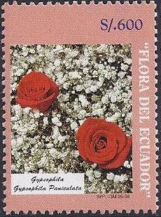 Gypsophila paniculata and Roses