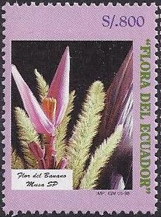 Musa sp. - Banana Flower