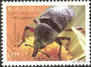 Boll Weevil (Anthonomus grandis)