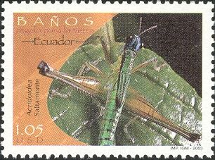 Grashopper (Acridoidea)