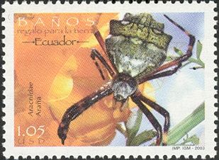 Spider (Arachnidae)