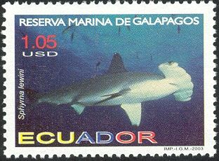 Scalloped Hammerhead (Sphyrna lewini)