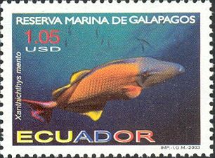 Redtail Triggerfish (Xanthichthys mento)