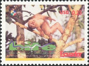Ecuadorian Squirrel Monkey (Saimiri macrodon)