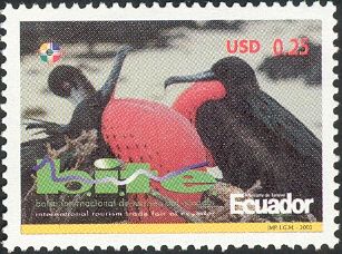 Magnificent Frigatebird (Fregata magnificens)