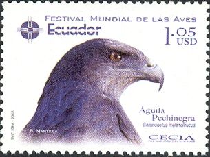 Black-chested Buzzard-Eagle (Geranoaetus melanoleucus)