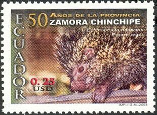 Stump-tailed Porcupine (Echinoprocta rufescens)