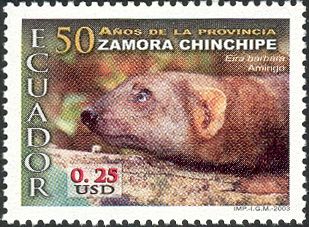 Tayra (Tayra barbara)