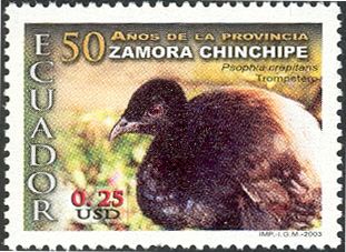 Grey-winged Trumpeter (Psophia crepitans)