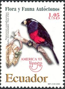 Toucan Barbet (Semnornis ramphastinus)
