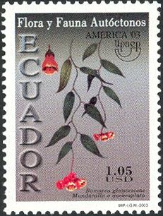 Bomarea glaucescens