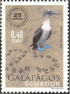 Blue-footed Booby (Sula nebouxii), Footprints