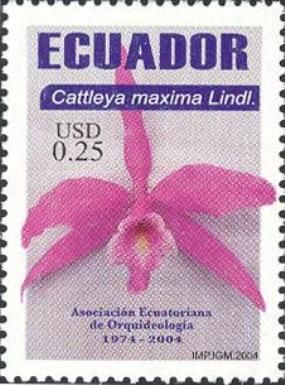 Cattleya maxima