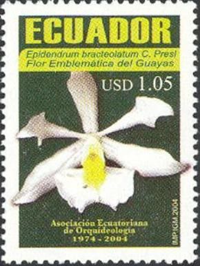 Epidendrum bracteolatum