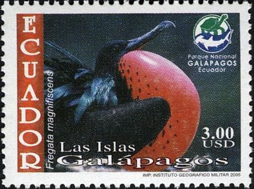 Magnificent Frigatebird (Fregata magnificens)