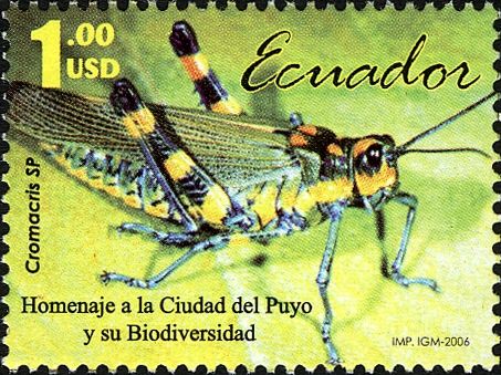 Grashopper (Cromacris sp.)