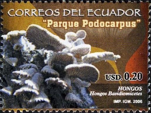 Podocarpus National Park - Basidiomicetes mushrooms