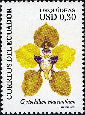 Cyrtochilum macranthum