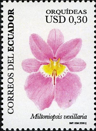 Miltoniopsis vexillaria
