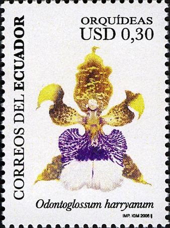 Odontoglossum harryanum
