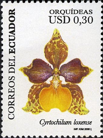 Cyrtochilum loxense