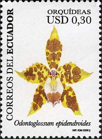 Odontoglossum epidendroides