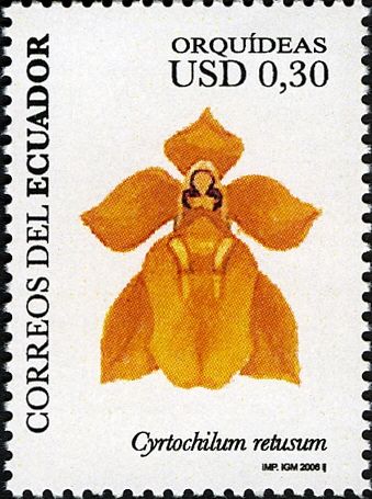 Cyrtochilum retusum