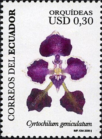 Cyrtochilum geniculatum