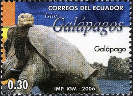 Galapagos Tortoise (Chelonoidis nigra)