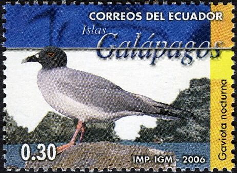 Swallow-tailed Gull (Creagrus furcatus)