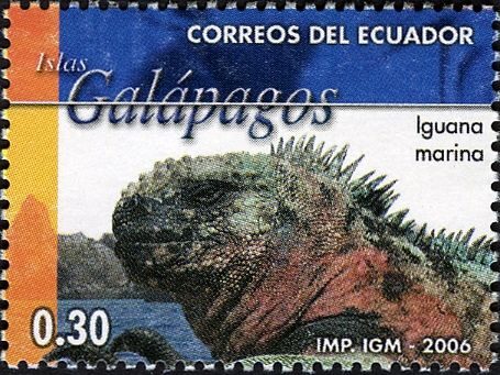 Marine Iguana (Amblyrhynchus cristatus)